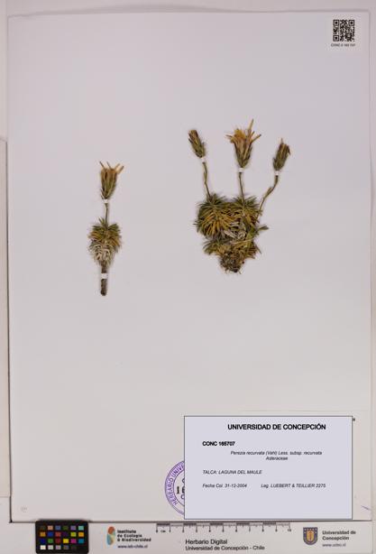 Perezia recurvata subsp. recurvata [Espécimen: UDEC:CONC:0165707]