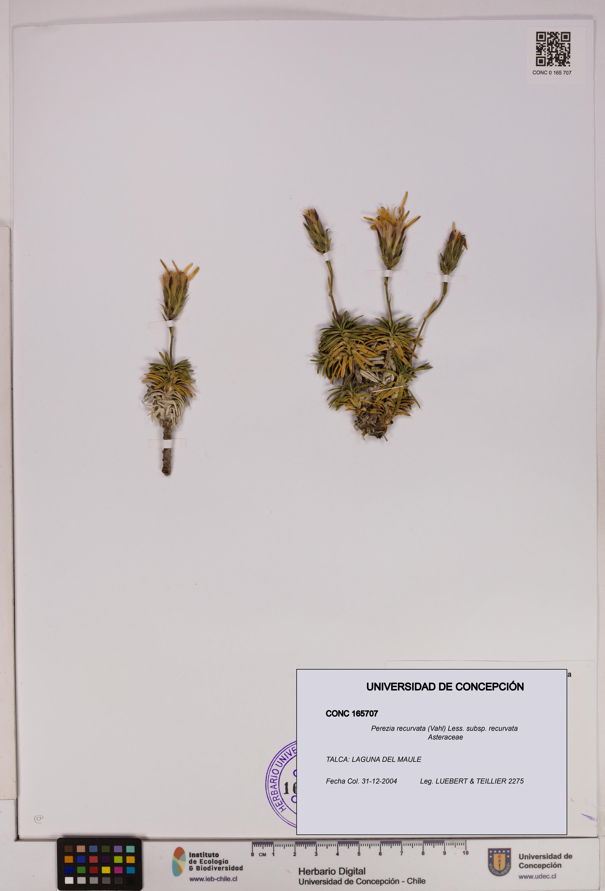 Perezia recurvata subsp. recurvata [Espécimen: UDEC:CONC:0165707]