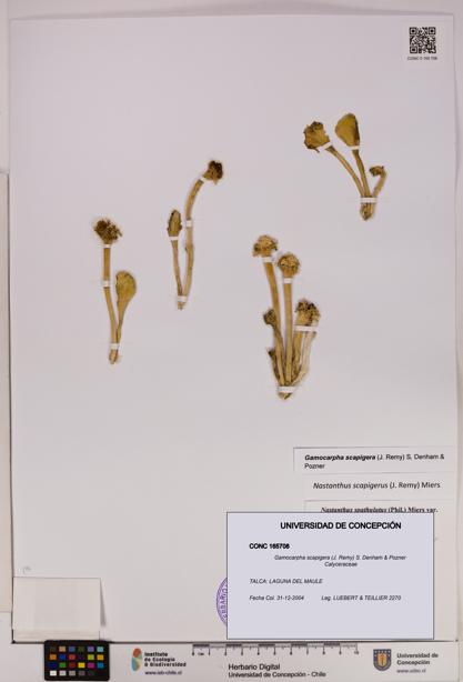 Gamocarpha scapigera [Espécimen: UDEC:CONC:0165708]