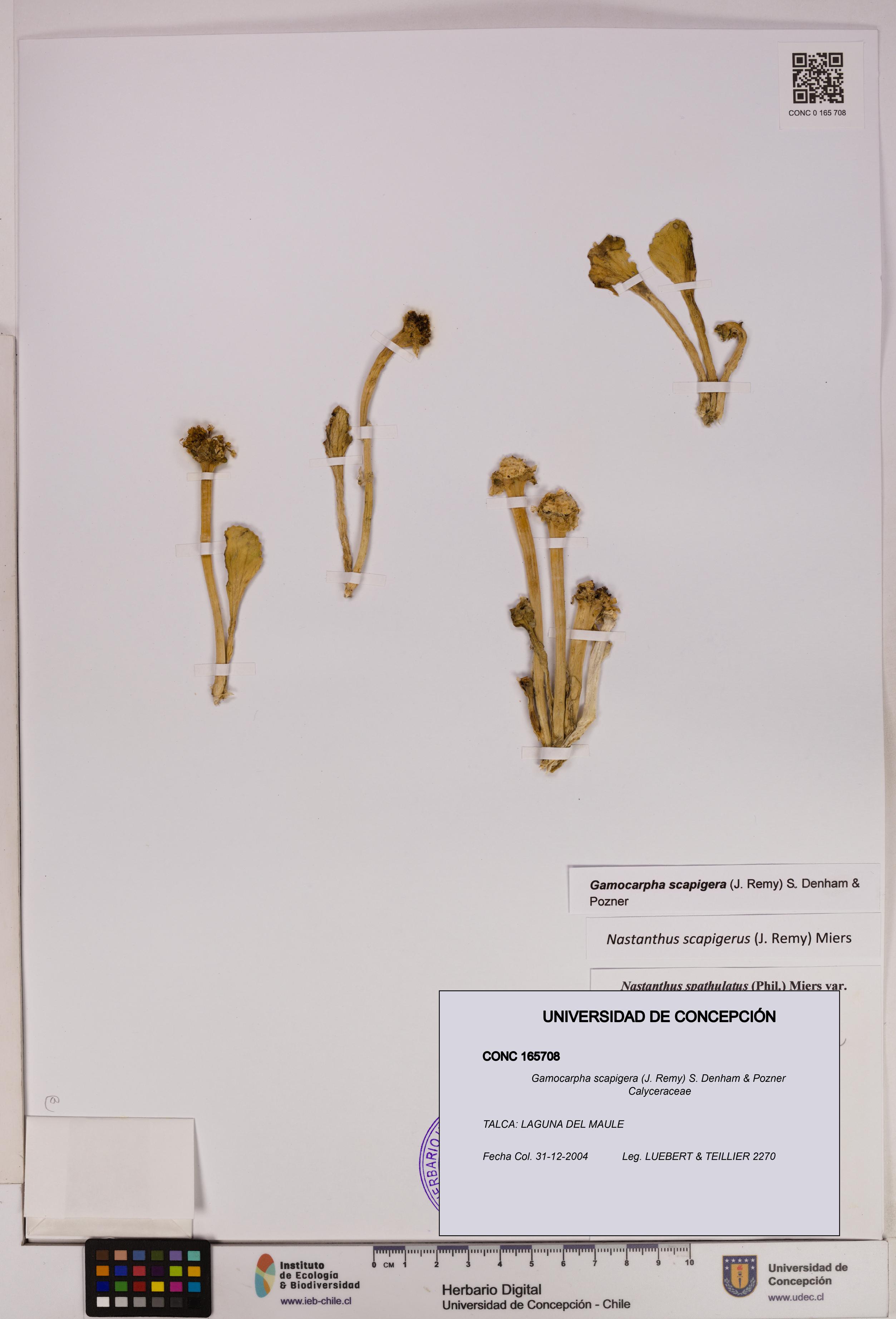 Gamocarpha scapigera [Espécimen: UDEC:CONC:0165708]