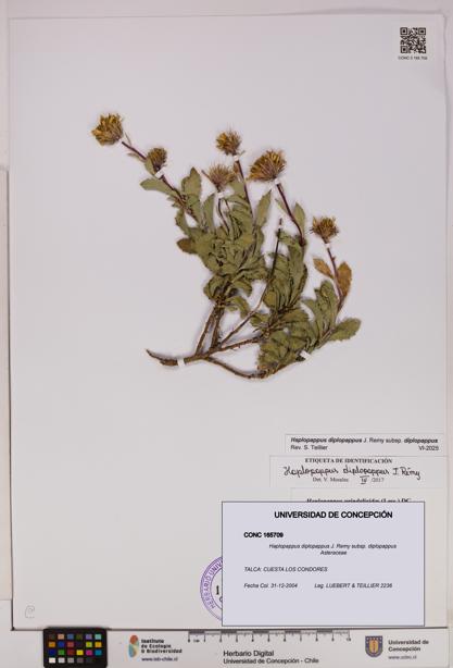 Haplopappus diplopappus subsp. diplopappus [Espécimen: UDEC:CONC:0165709]