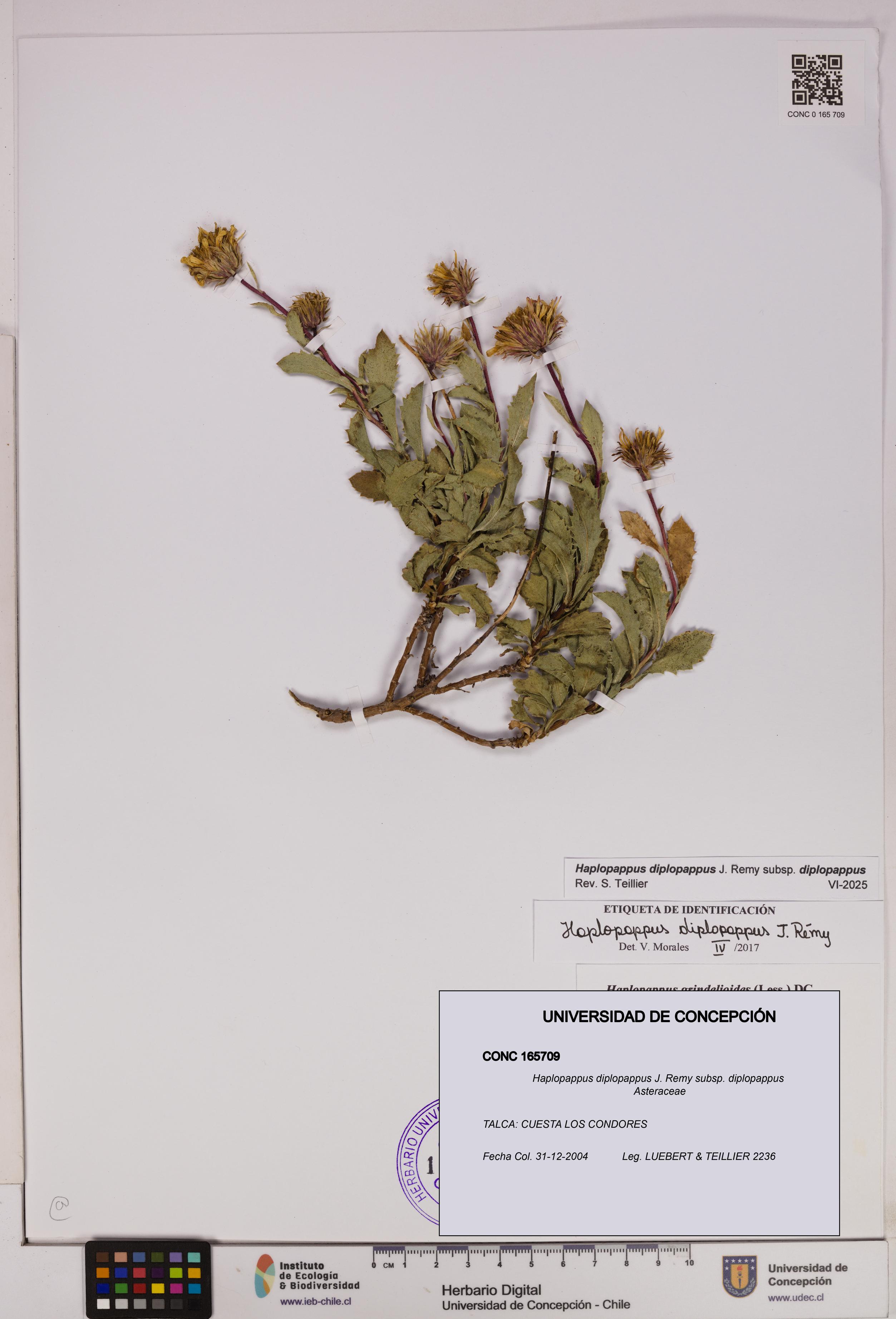 Haplopappus diplopappus subsp. diplopappus [Espécimen: UDEC:CONC:0165709]