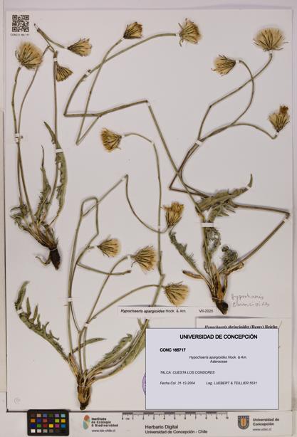 Hypochaeris apargioides [Espécimen: UDEC:CONC:0165717]