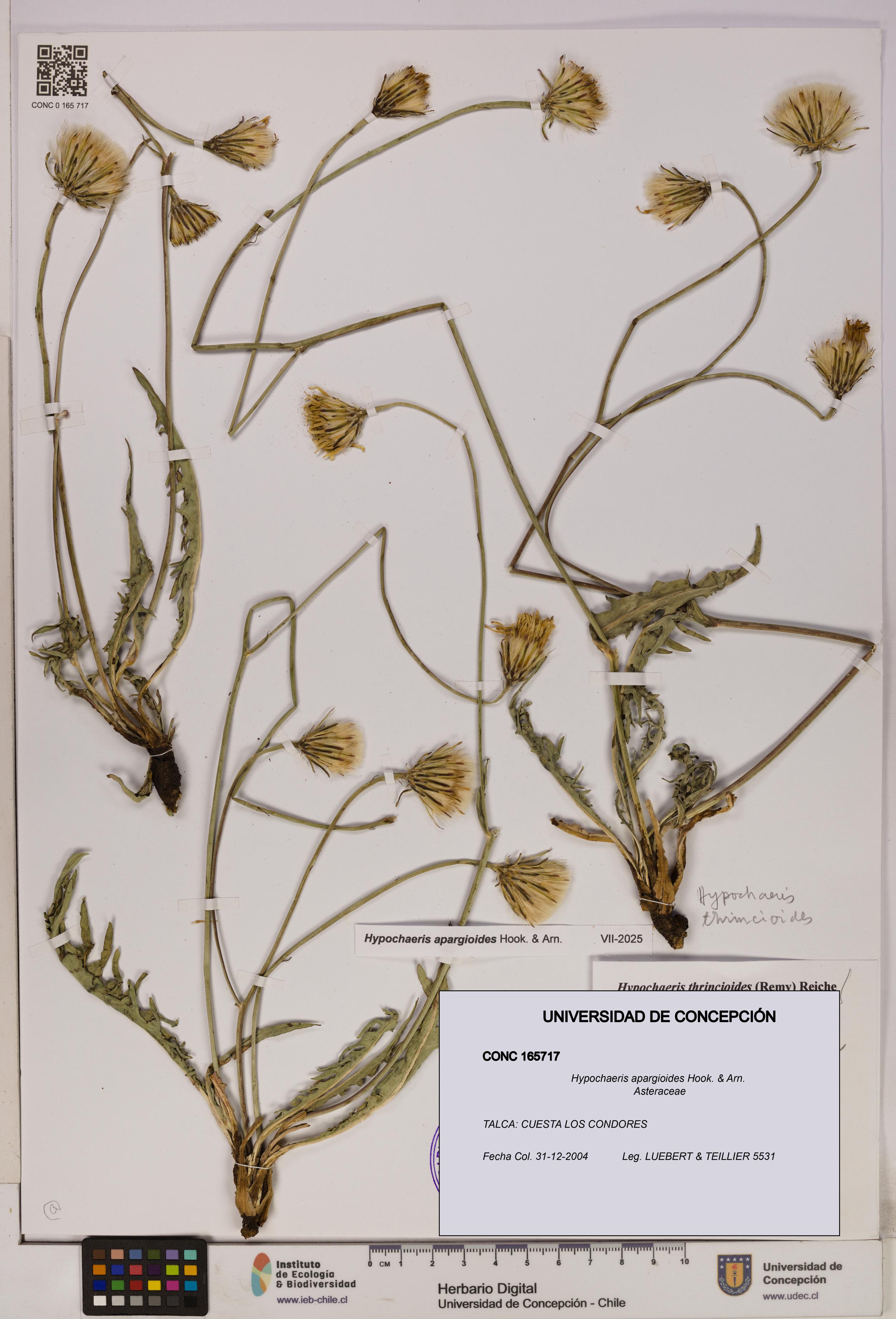 Hypochaeris apargioides [Espécimen: UDEC:CONC:0165717]