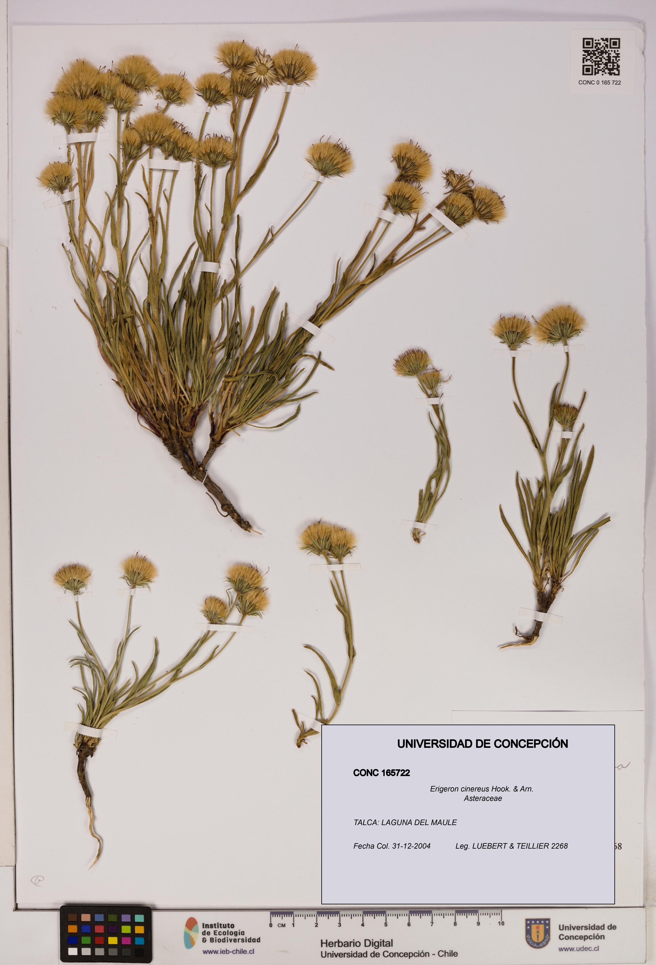 Erigeron cinereus [Espécimen: UDEC:CONC:0165722]