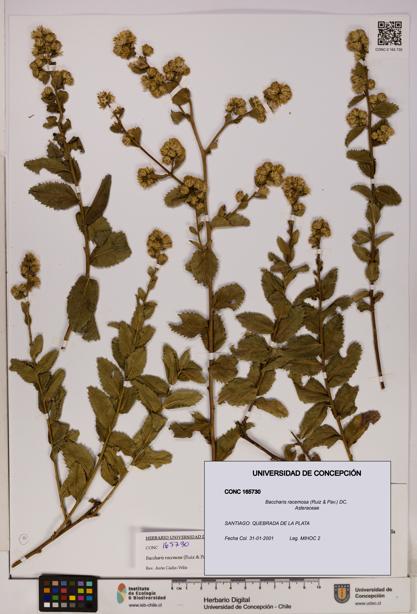 Baccharis racemosa [Espécimen: UDEC:CONC:0165730]