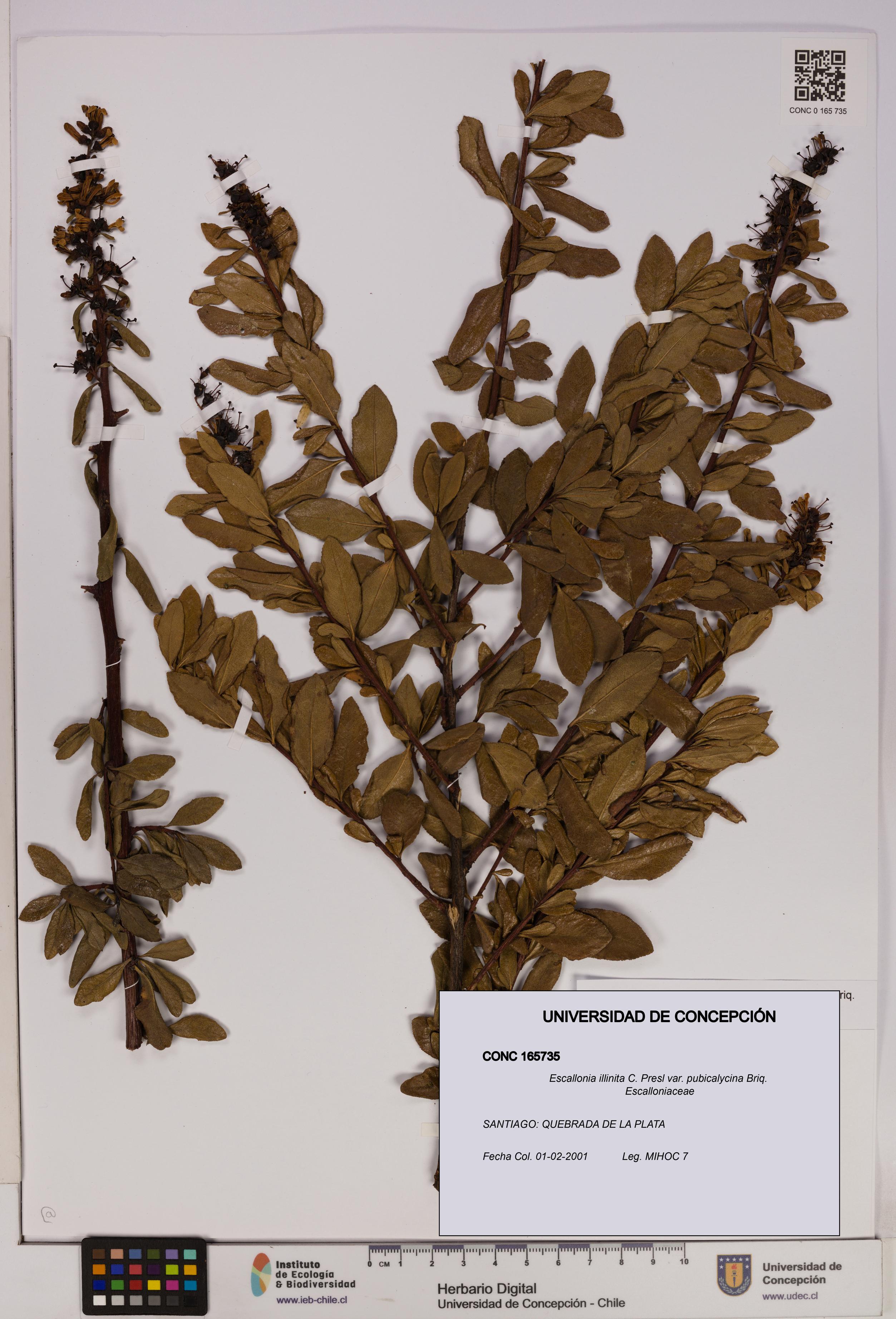 Escallonia illinita [Espécimen: UDEC:CONC:0165735]