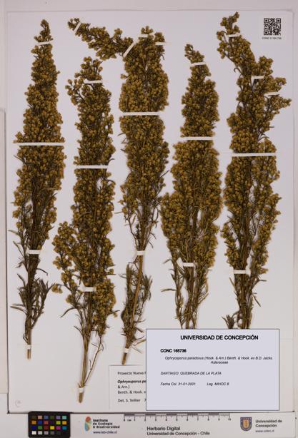 Ophryosporus paradoxus [Espécimen: UDEC:CONC:0165736]