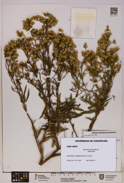Baccharis paniculata [Espécimen: UDEC:CONC:0165737]