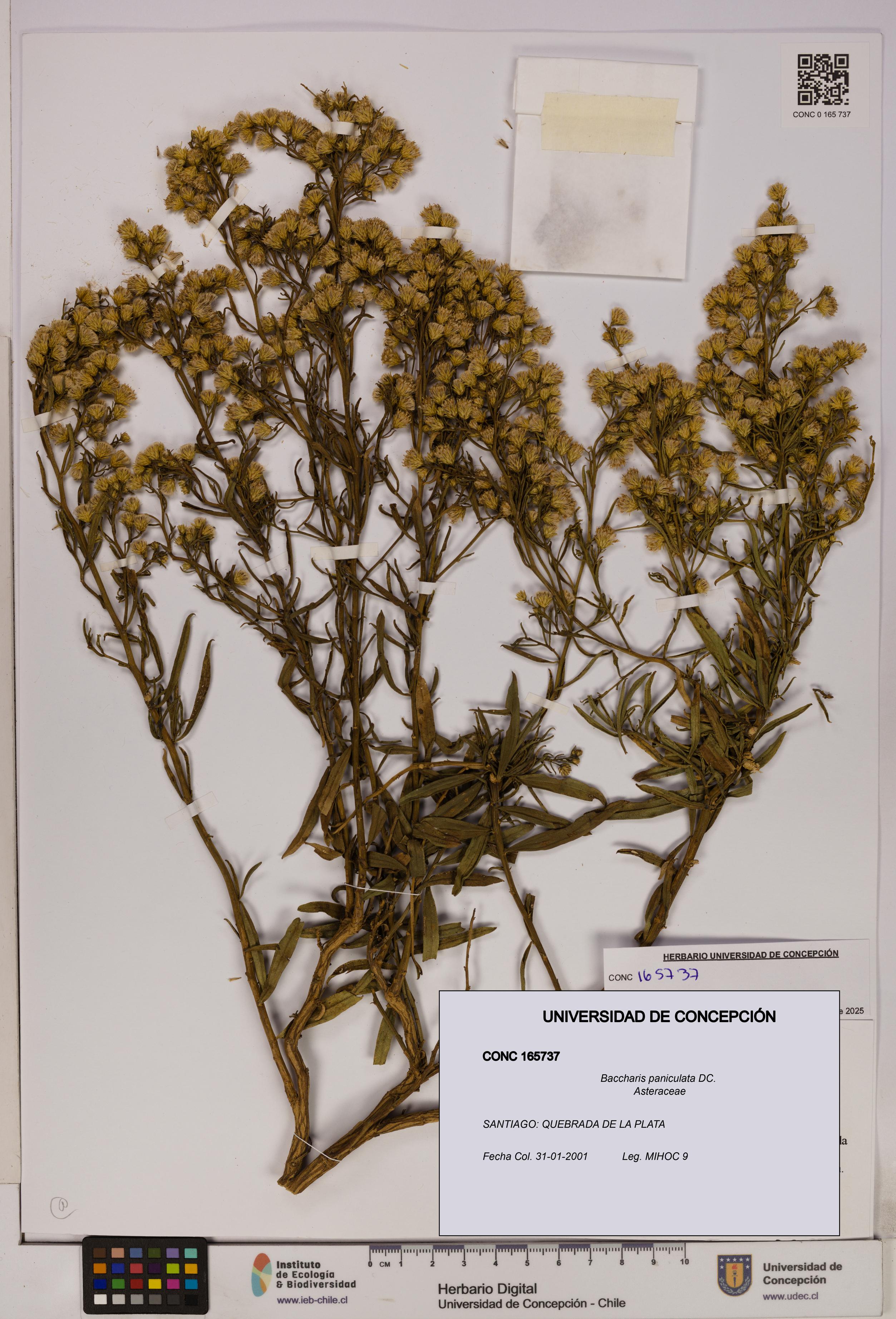 Baccharis paniculata [Espécimen: UDEC:CONC:0165737]