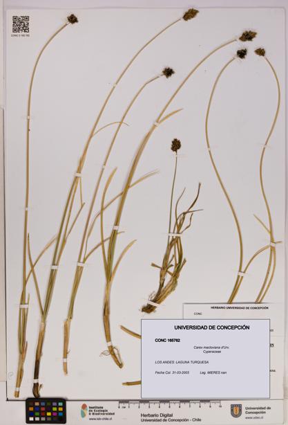 Carex macloviana [Espécimen: UDEC:CONC:0165762]