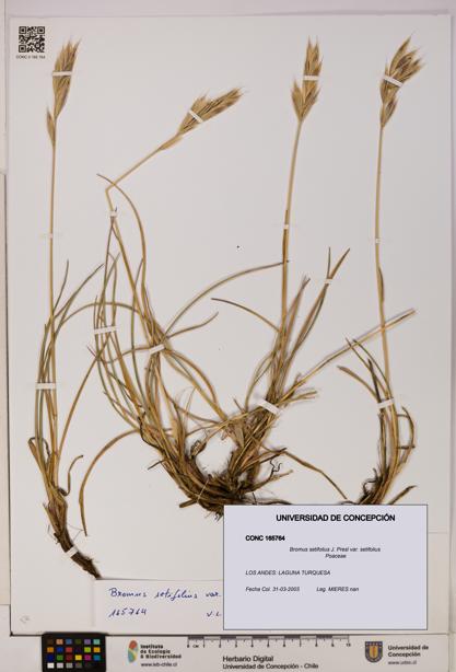 Bromus setifolius [Espécimen: UDEC:CONC:0165764]