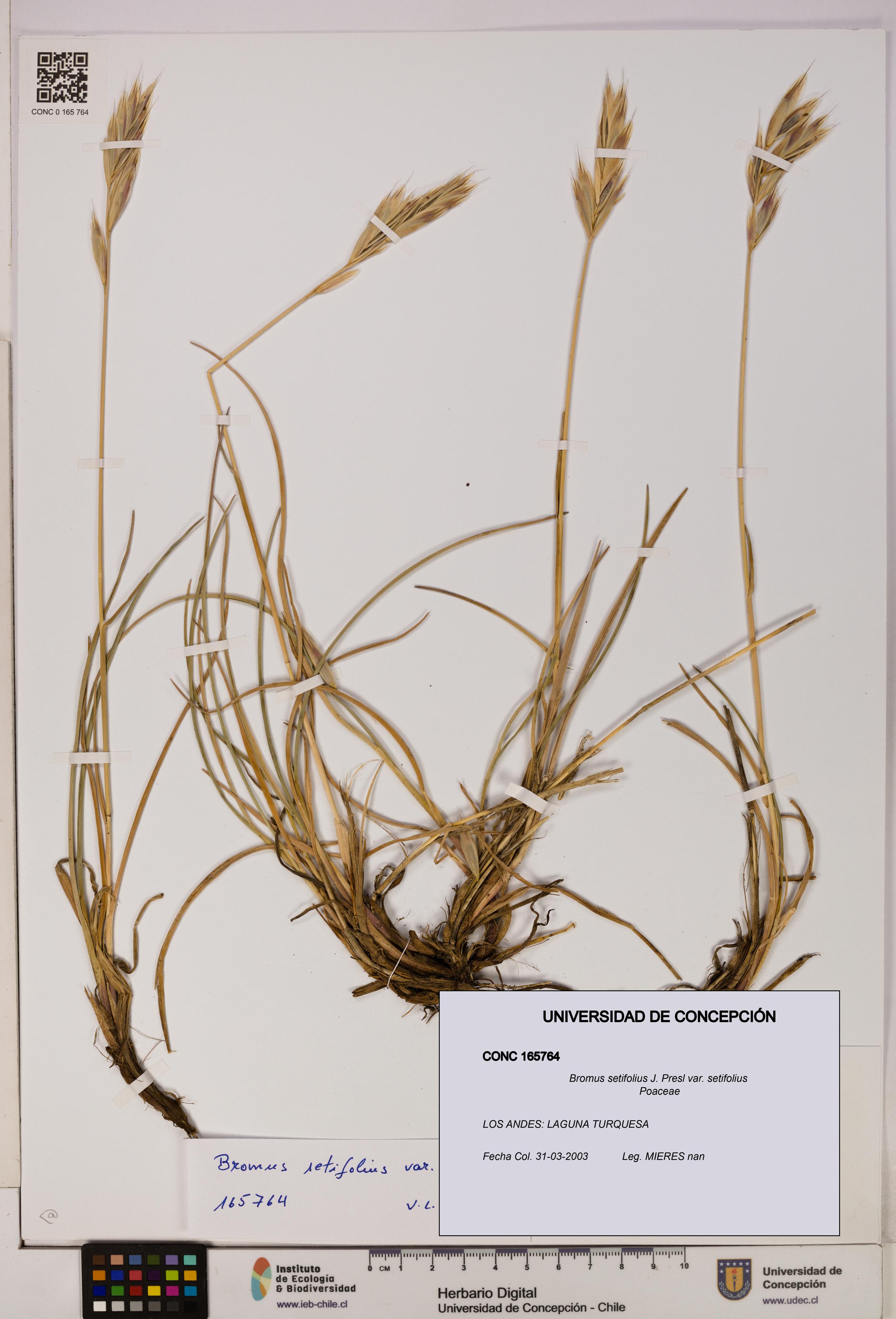 Bromus setifolius [Espécimen: UDEC:CONC:0165764]
