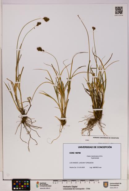 Carex macloviana [Espécimen: UDEC:CONC:0165765]