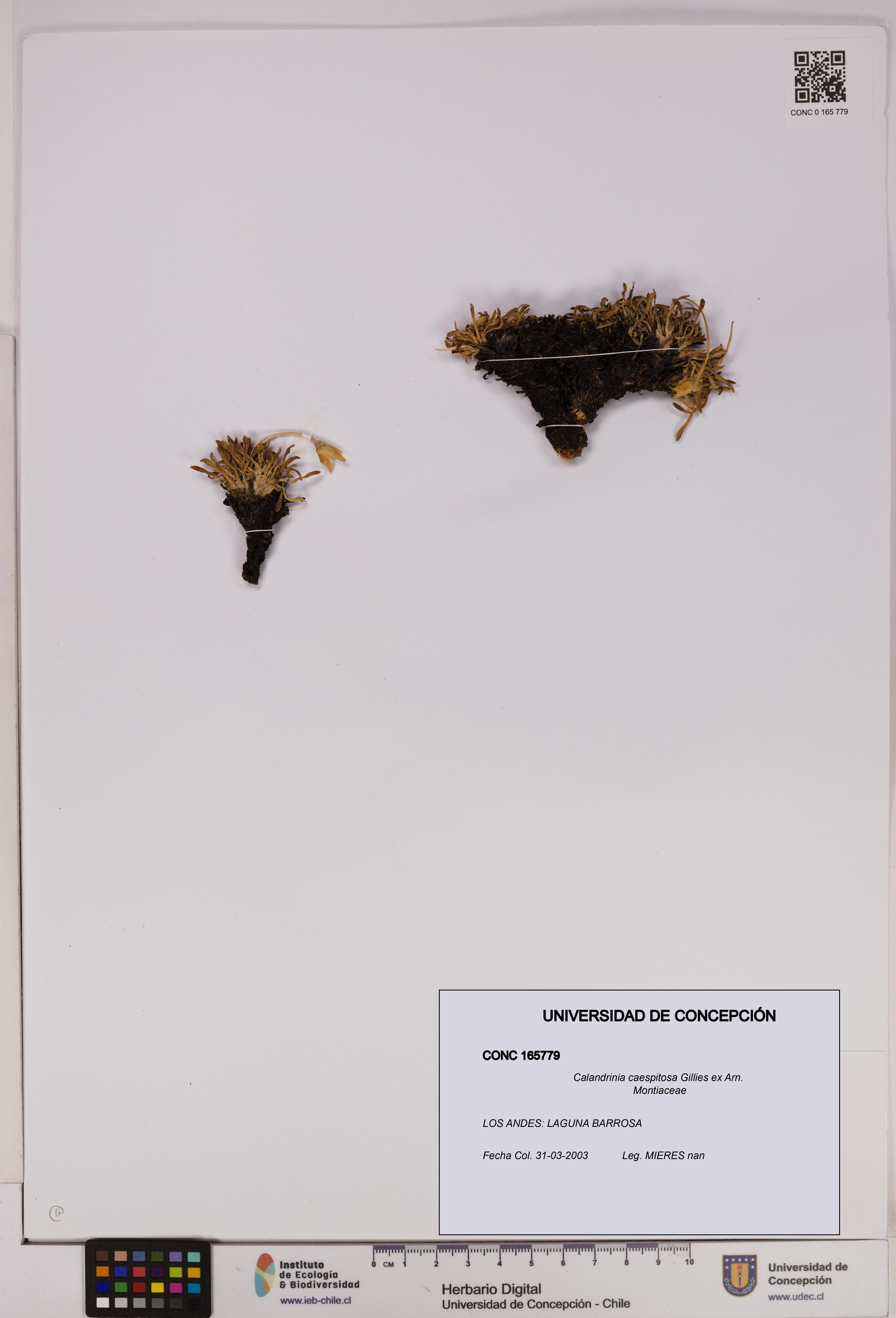Calandrinia caespitosa [Espécimen: UDEC:CONC:0165779]