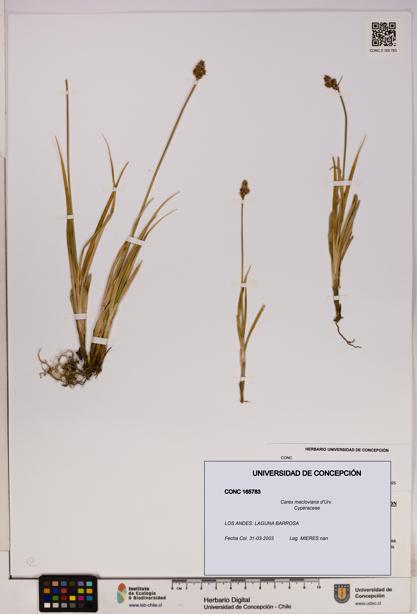 Carex macloviana [Espécimen: UDEC:CONC:0165783]