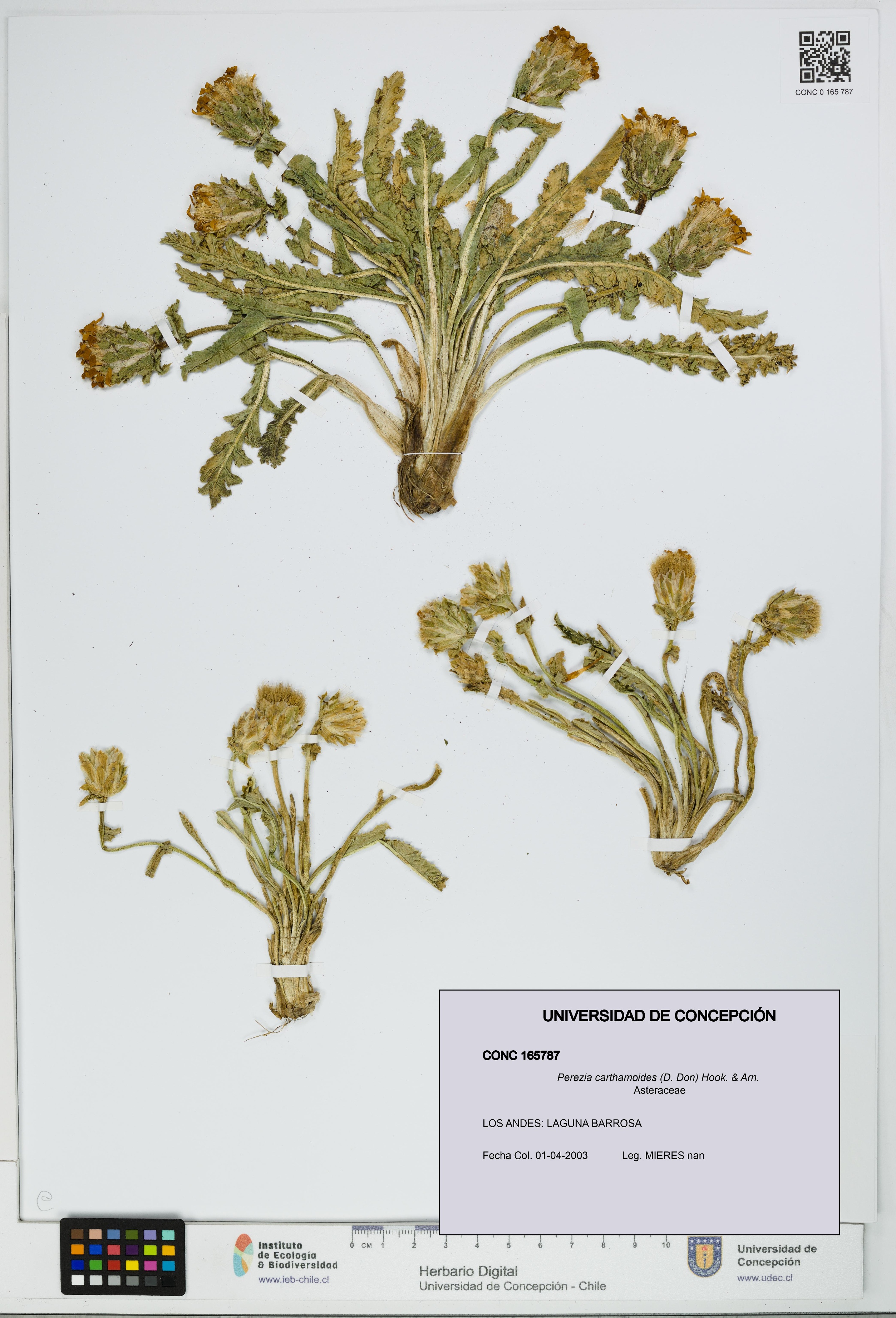 Perezia carthamoides [Espécimen: UDEC:CONC:0165787]
