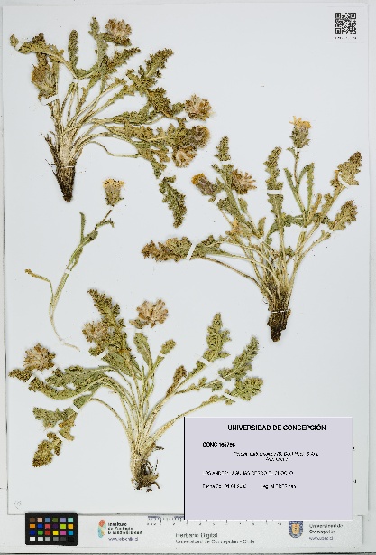 Perezia carthamoides [Espécimen: UDEC:CONC:0165796]