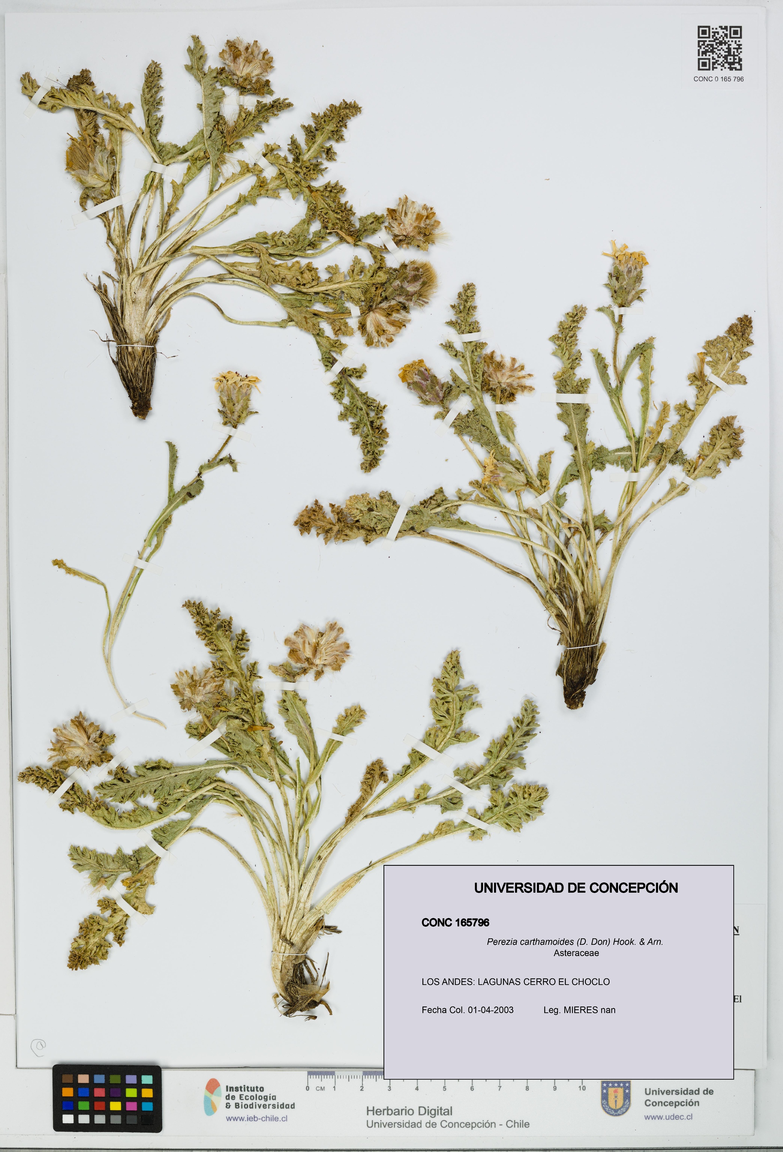 Perezia carthamoides [Espécimen: UDEC:CONC:0165796]