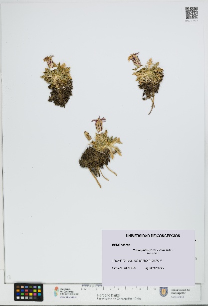 Perezia pilifera [Espécimen: UDEC:CONC:0165798]