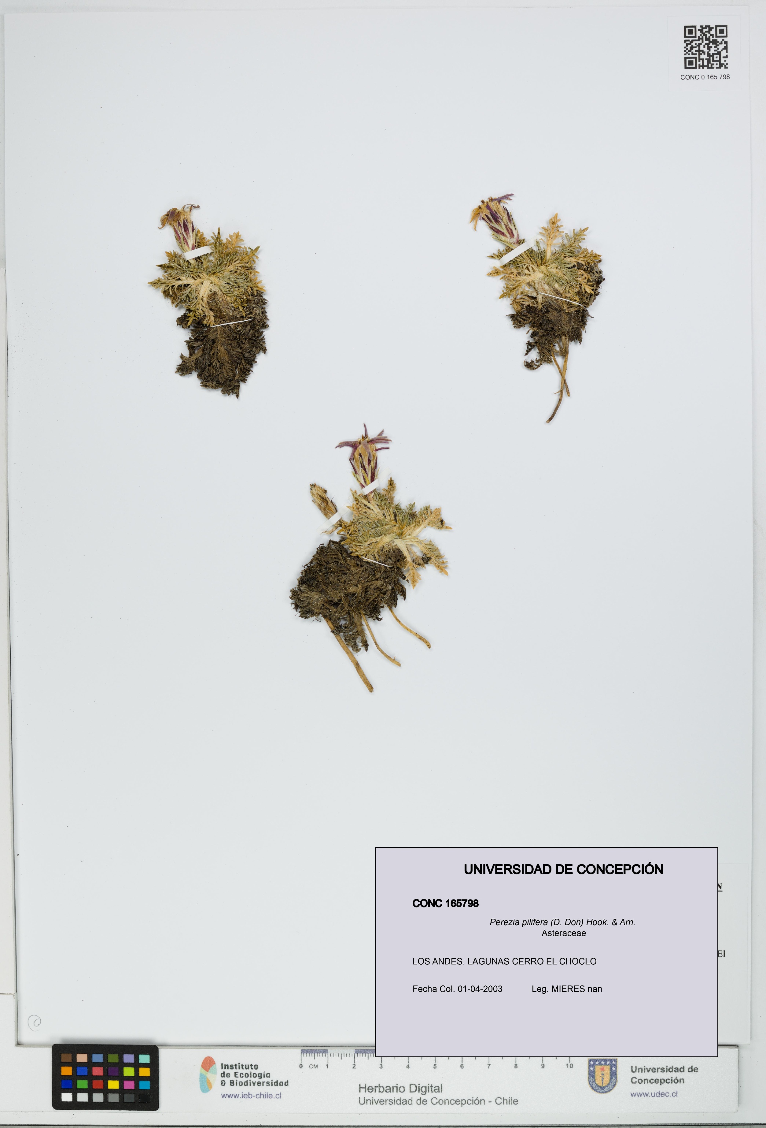 Perezia pilifera [Espécimen: UDEC:CONC:0165798]