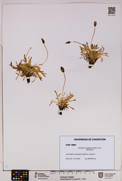 Calandrinia caespitosa [Espécimen: UDEC:CONC:0165801]