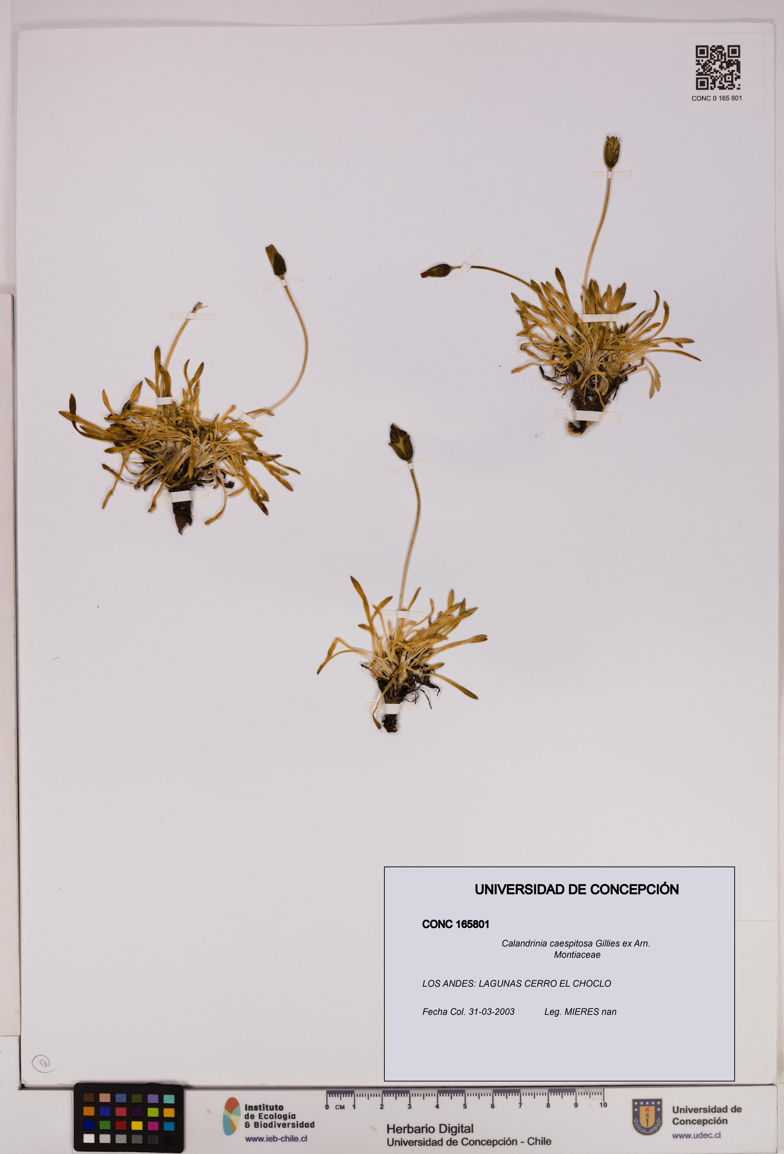 Calandrinia caespitosa [Espécimen: UDEC:CONC:0165801]