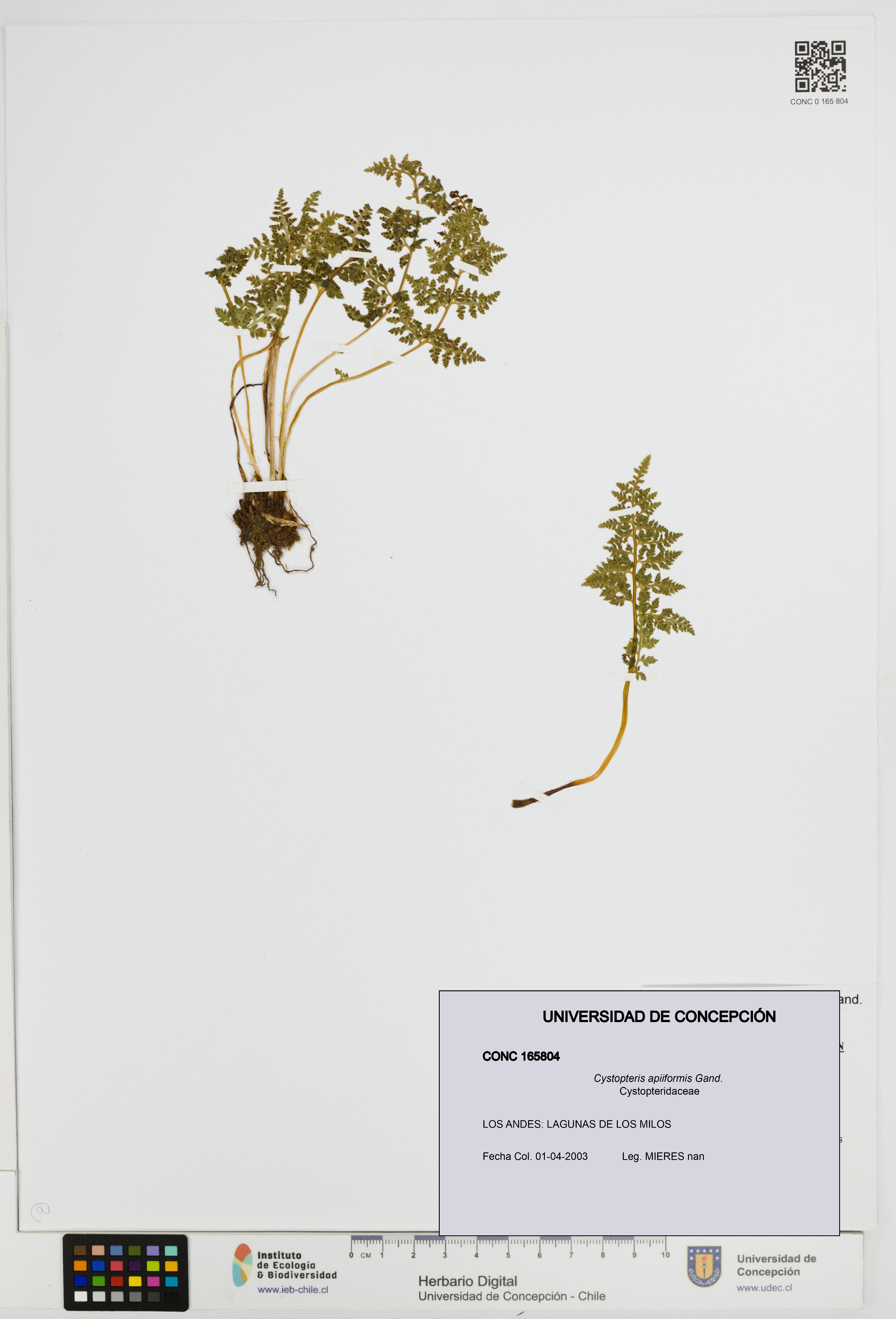 Cystopteris apiiformis [Espécimen: UDEC:CONC:0165804]