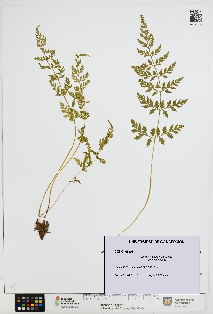 Cystopteris apiiformis [Espécimen: UDEC:CONC:0165805]