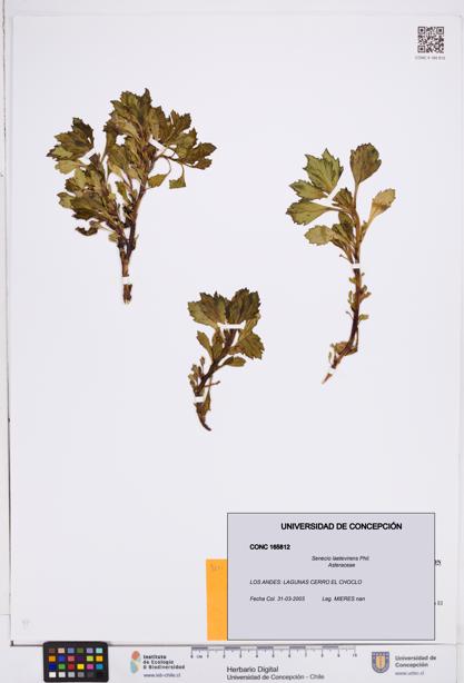 Senecio laetevirens [Espécimen: ]