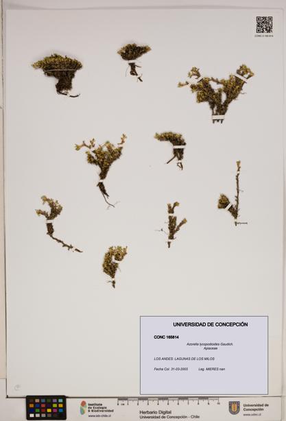 Azorella lycopodioides [Espécimen: ]