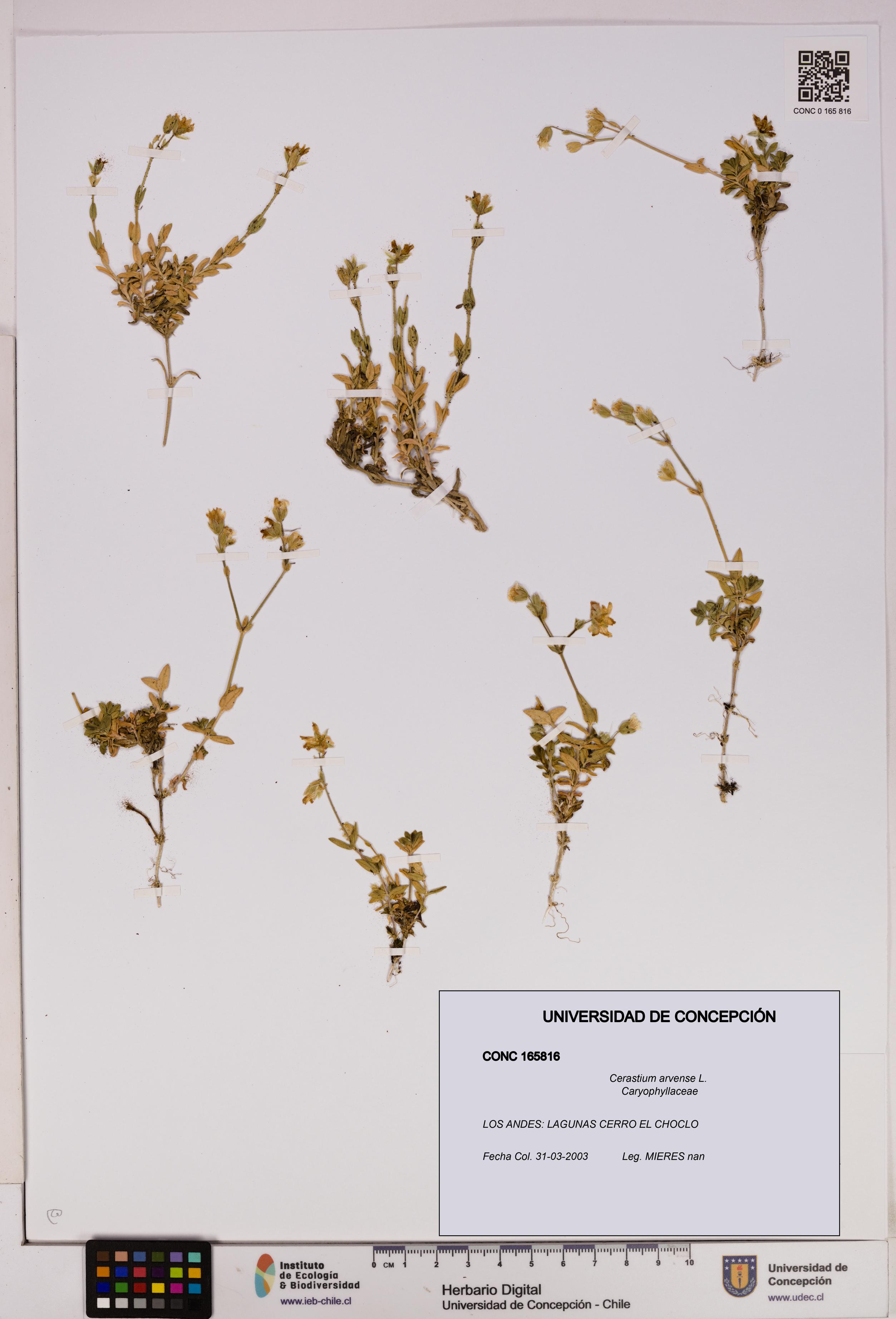 Cerastium arvense [Espécimen: UDEC:CONC:0165816]