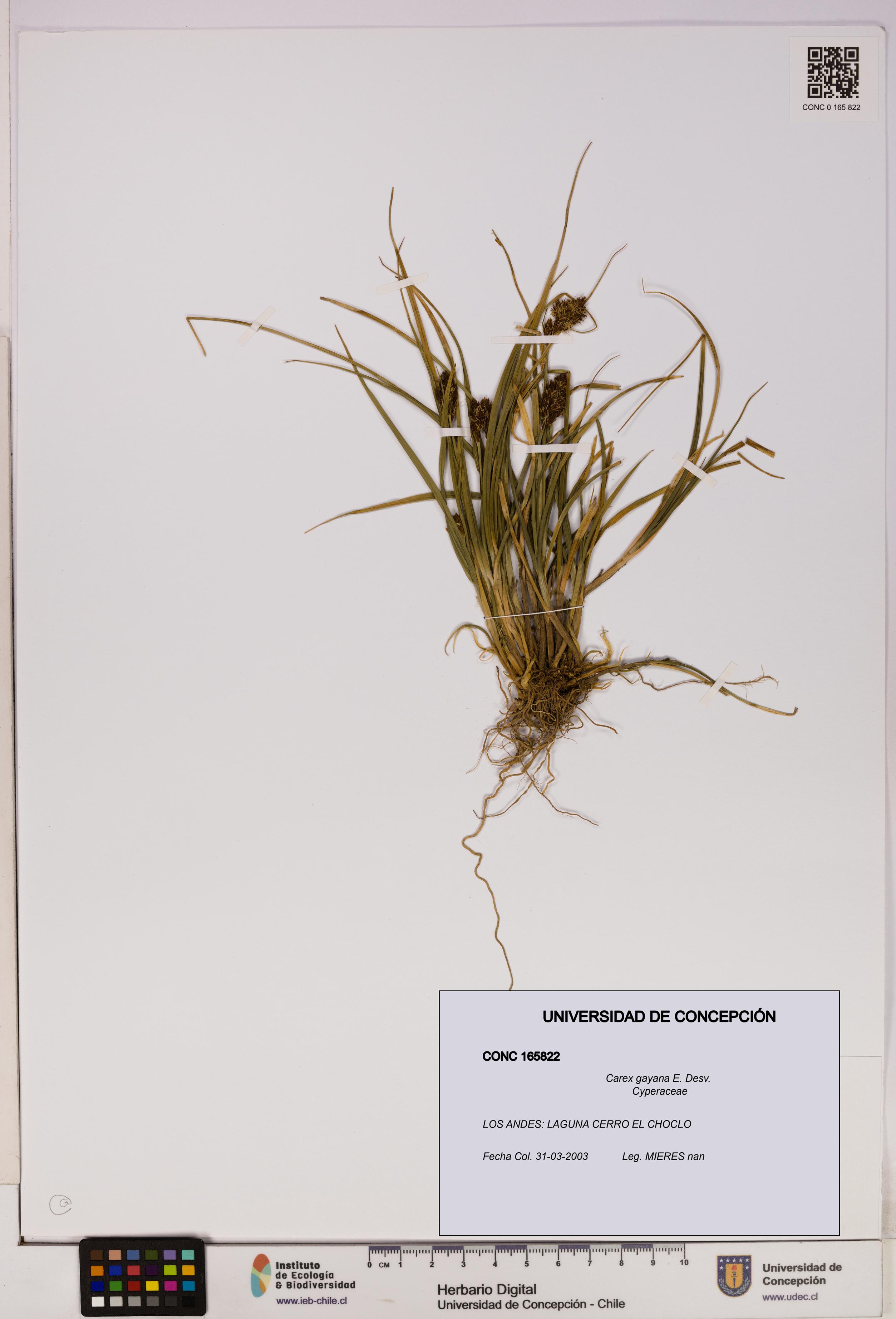 Carex gayana [Espécimen: UDEC:CONC:0165822]