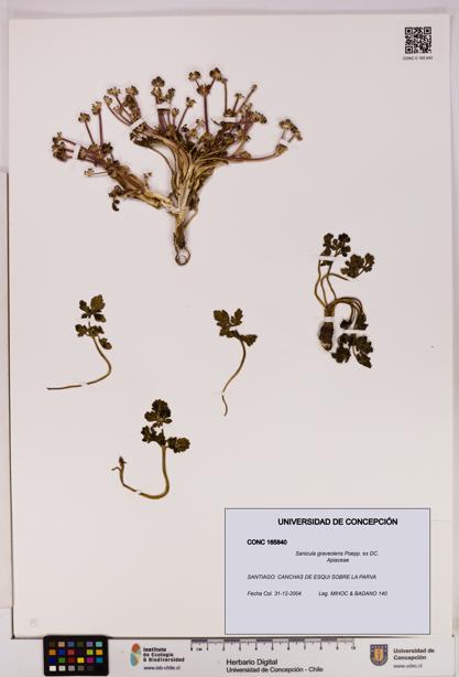 Sanicula graveolens [Espécimen: UDEC:CONC:0165840]