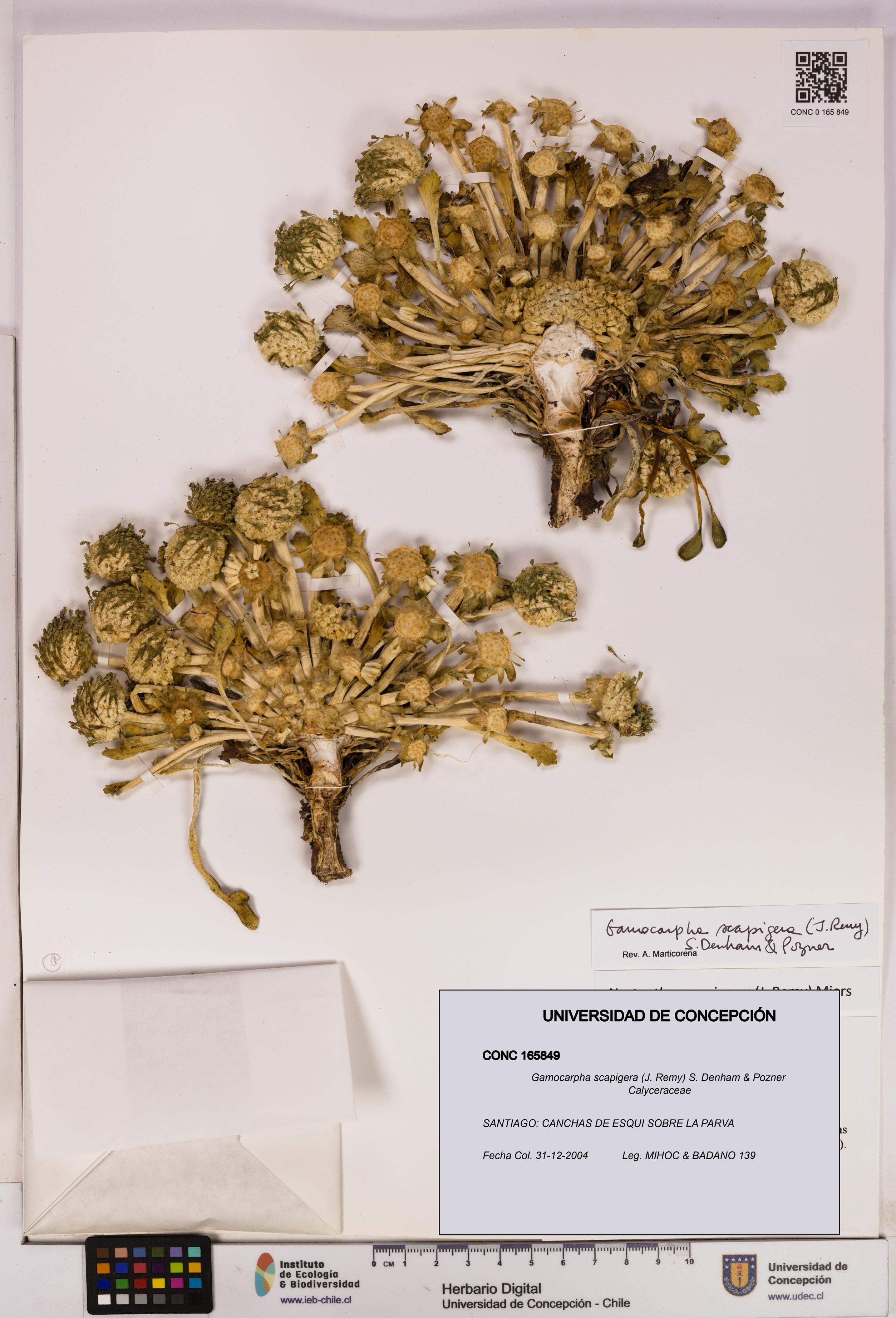 Gamocarpha scapigera [Espécimen: UDEC:CONC:0165849]