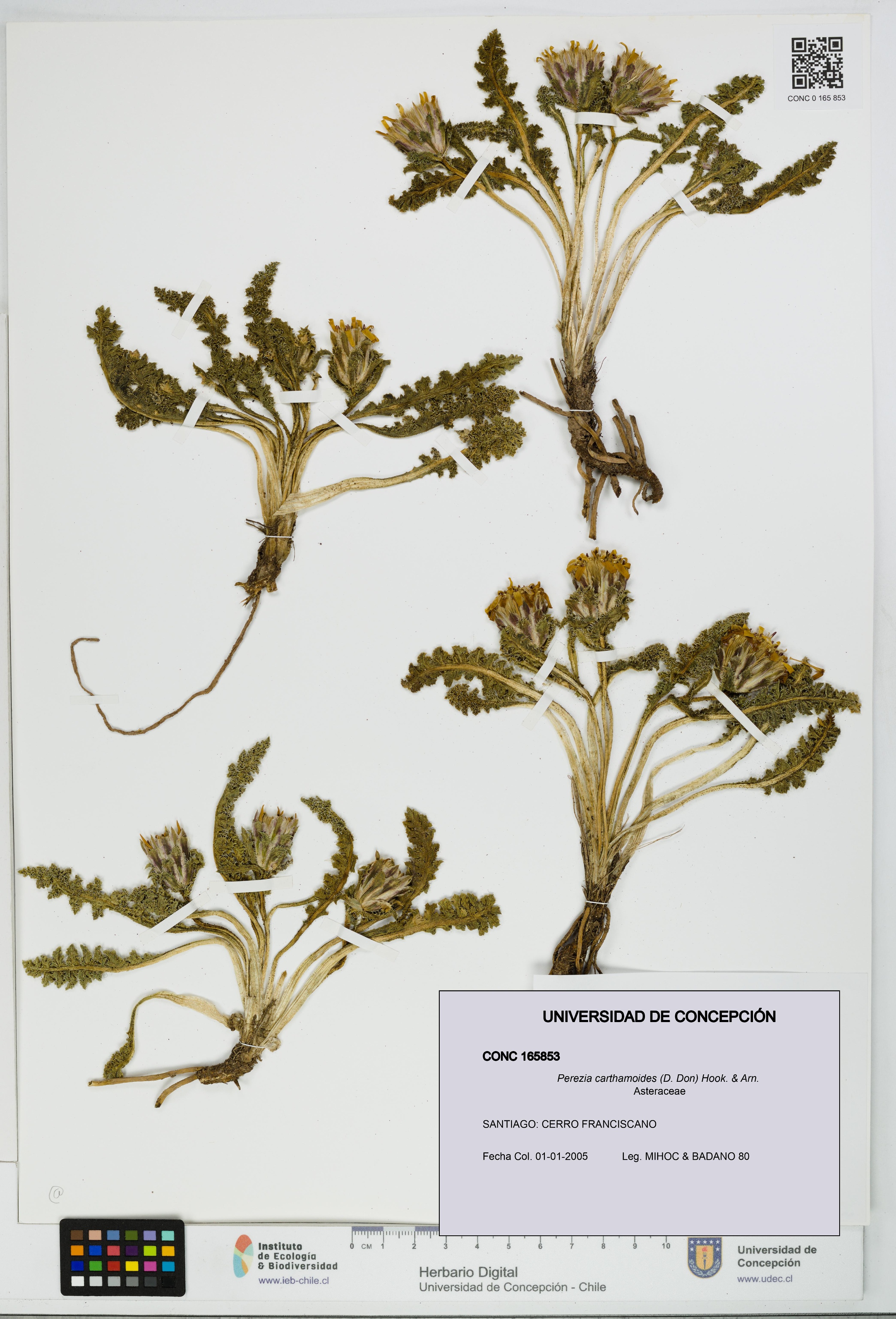 Perezia carthamoides [Espécimen: UDEC:CONC:0165853]