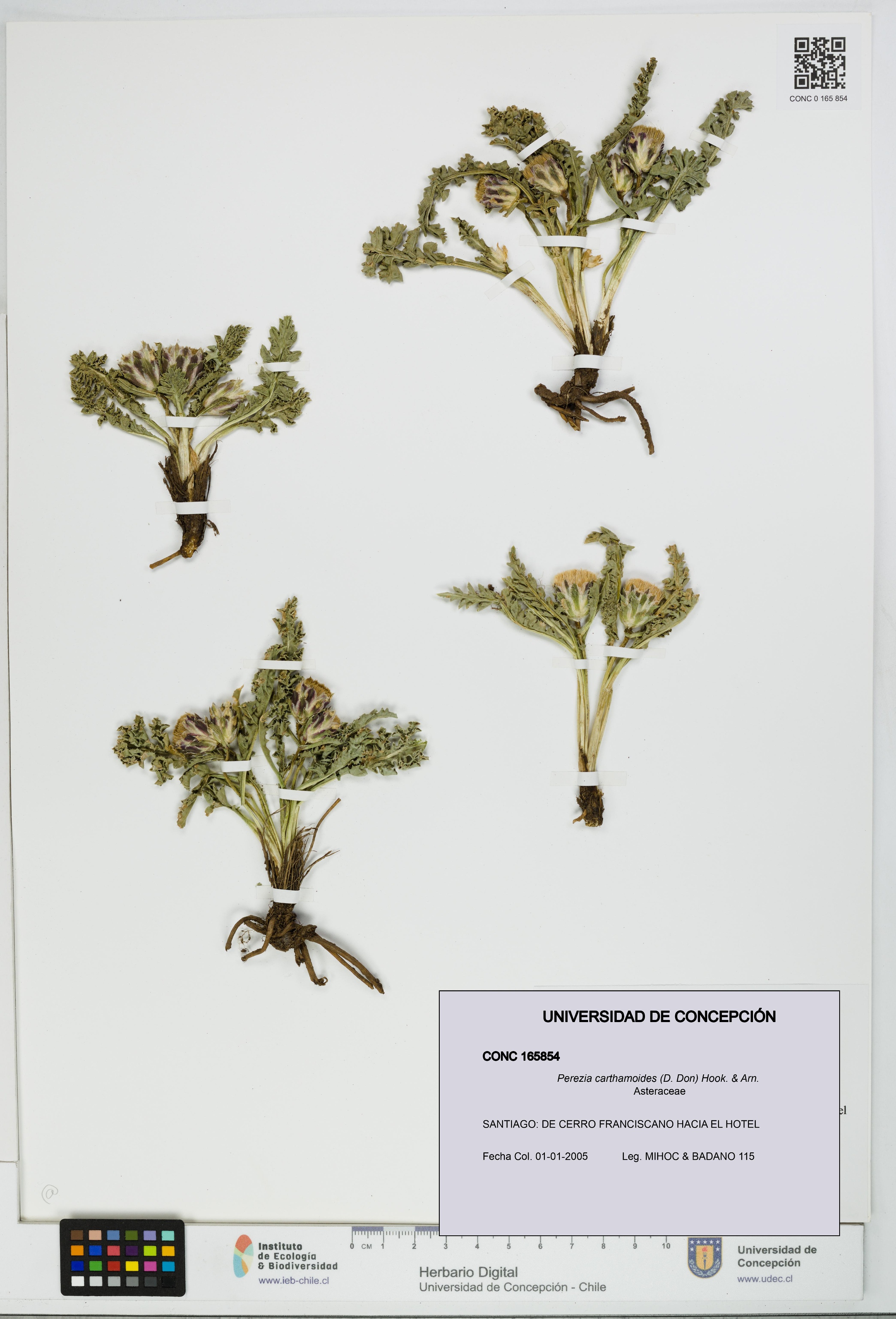 Perezia carthamoides [Espécimen: UDEC:CONC:0165854]