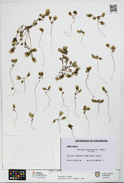 Chaetanthera euphrasioides [Espécimen: UDEC:CONC:0165856]