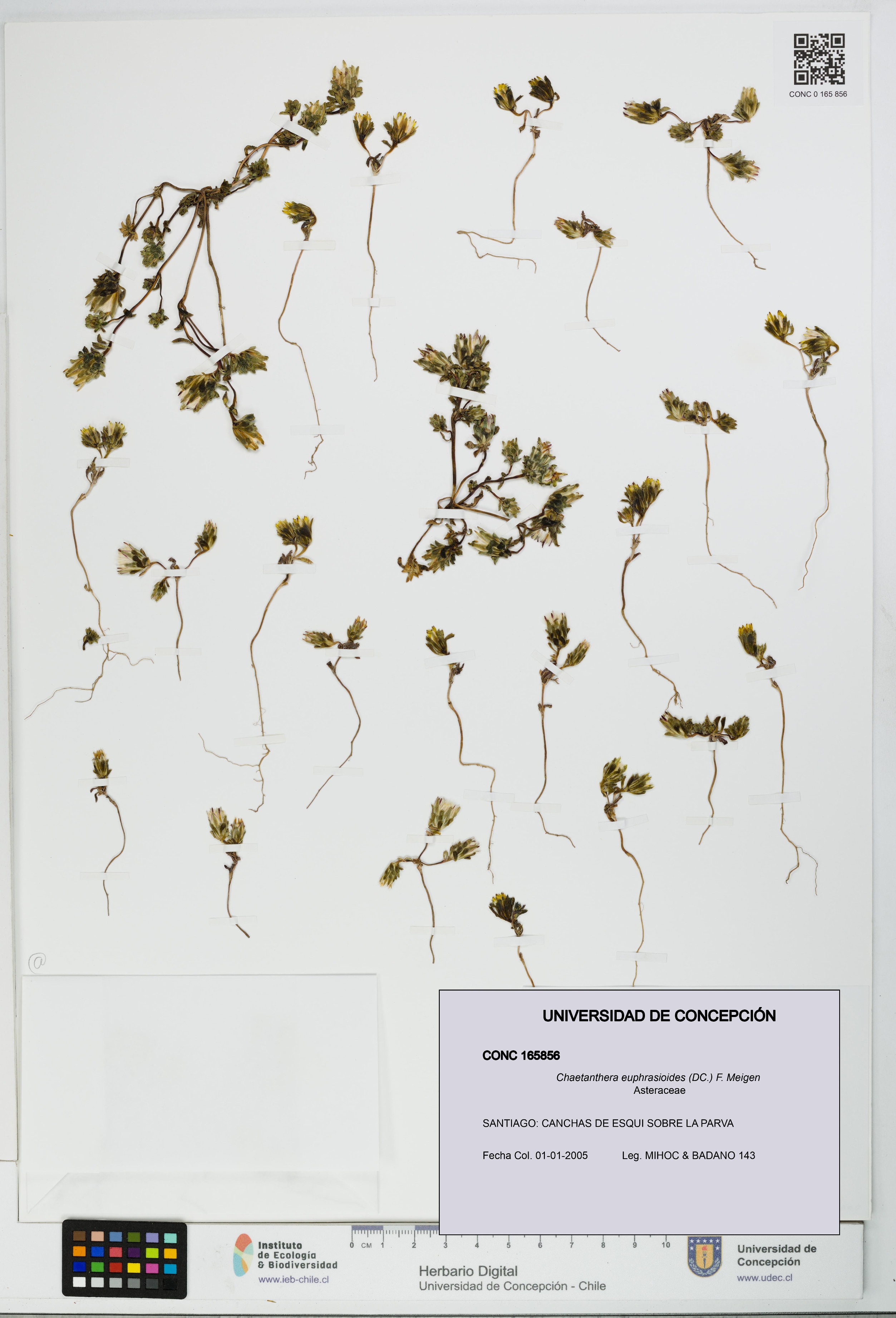Chaetanthera euphrasioides [Espécimen: UDEC:CONC:0165856]