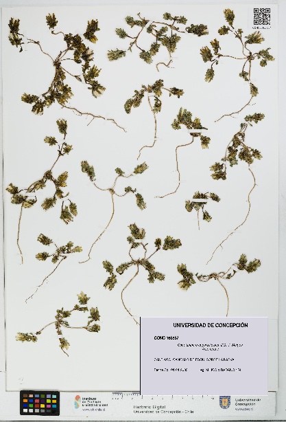 Chaetanthera euphrasioides [Espécimen: UDEC:CONC:0165857]