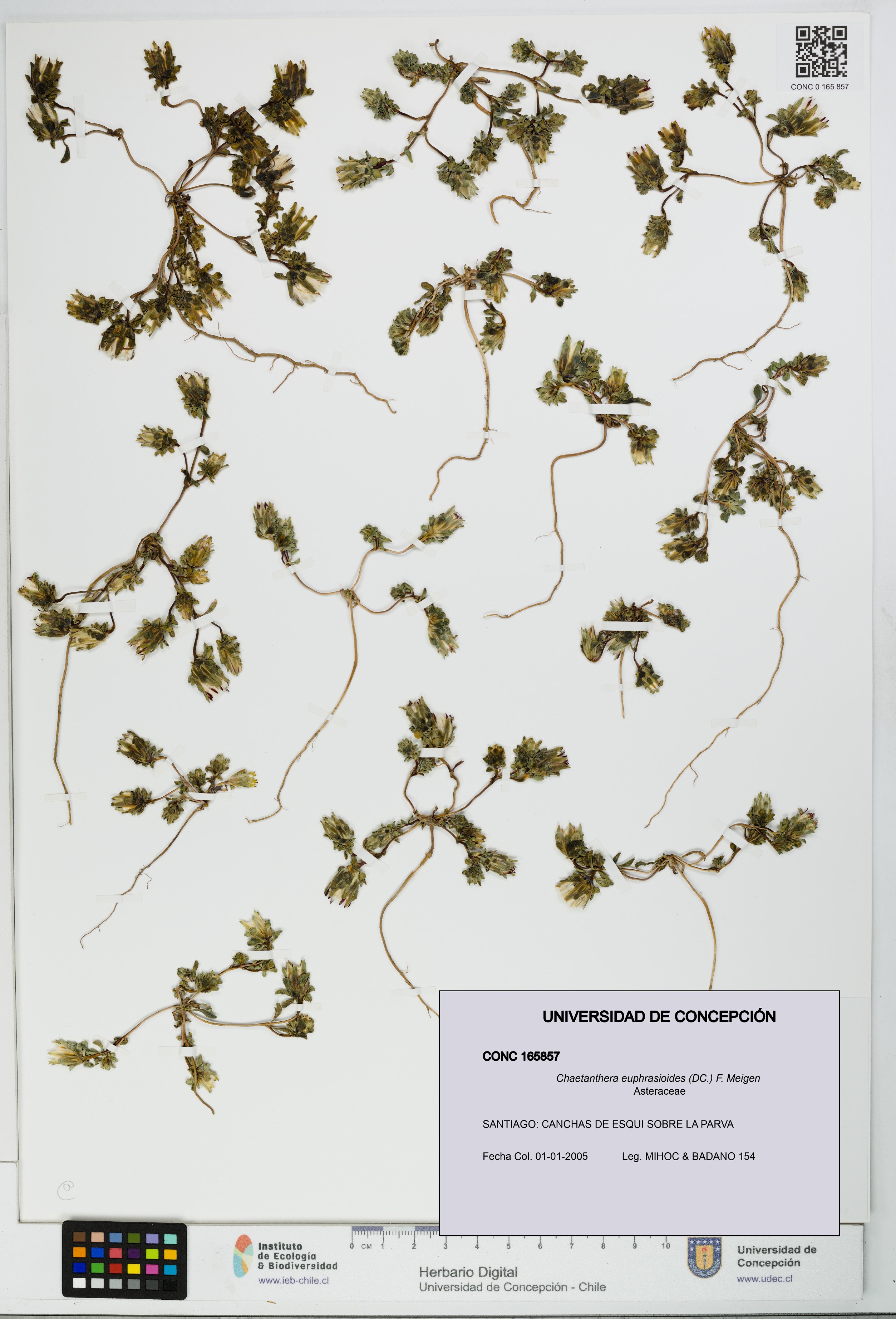Chaetanthera euphrasioides [Espécimen: UDEC:CONC:0165857]