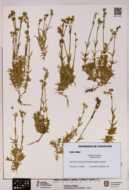 Cerastium arvense [Espécimen: UDEC:CONC:0165861]