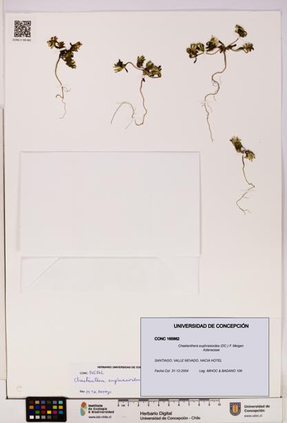 Chaetanthera euphrasioides [Espécimen: UDEC:CONC:0165862]