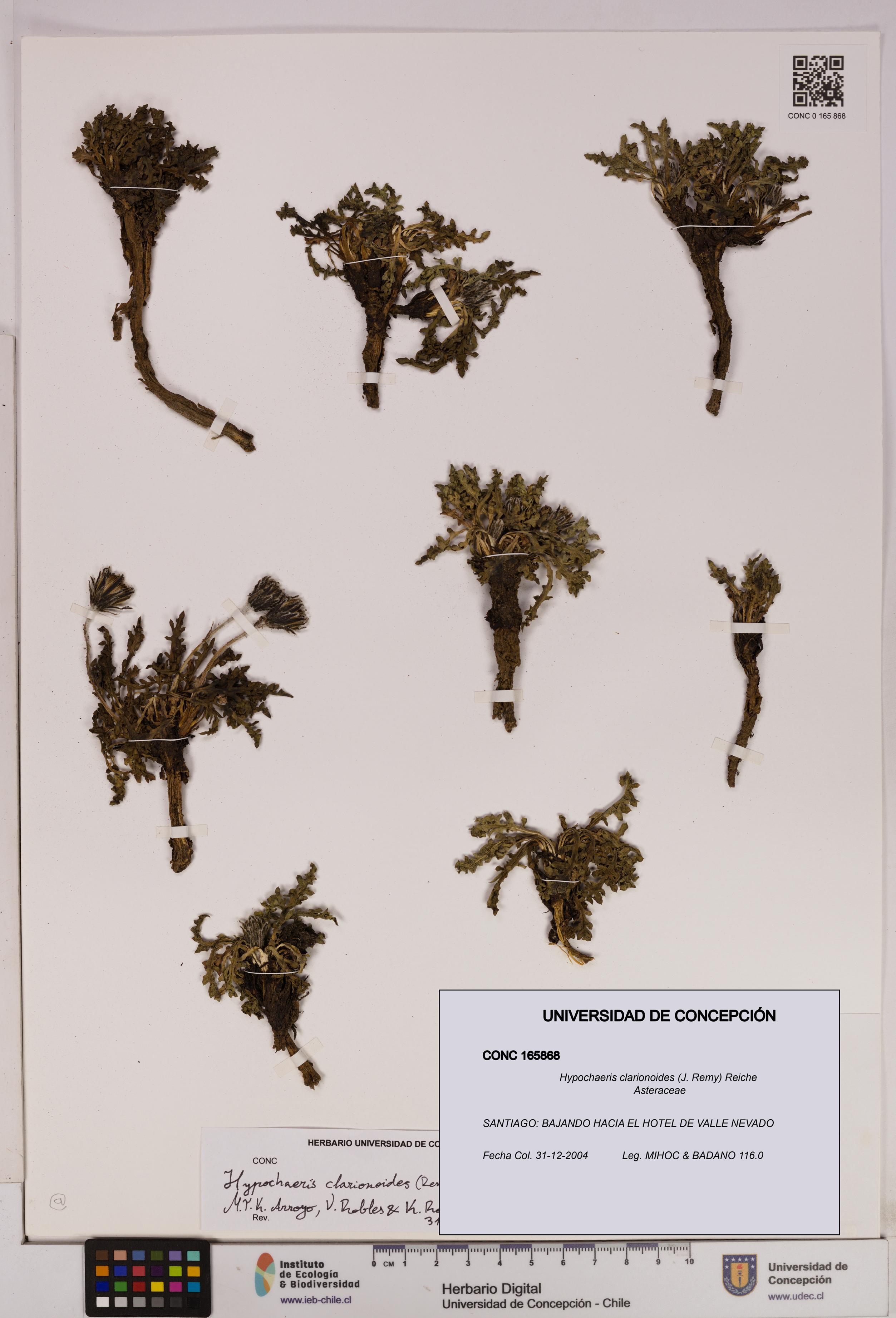 Hypochaeris clarionoides [Espécimen: UDEC:CONC:0165868]