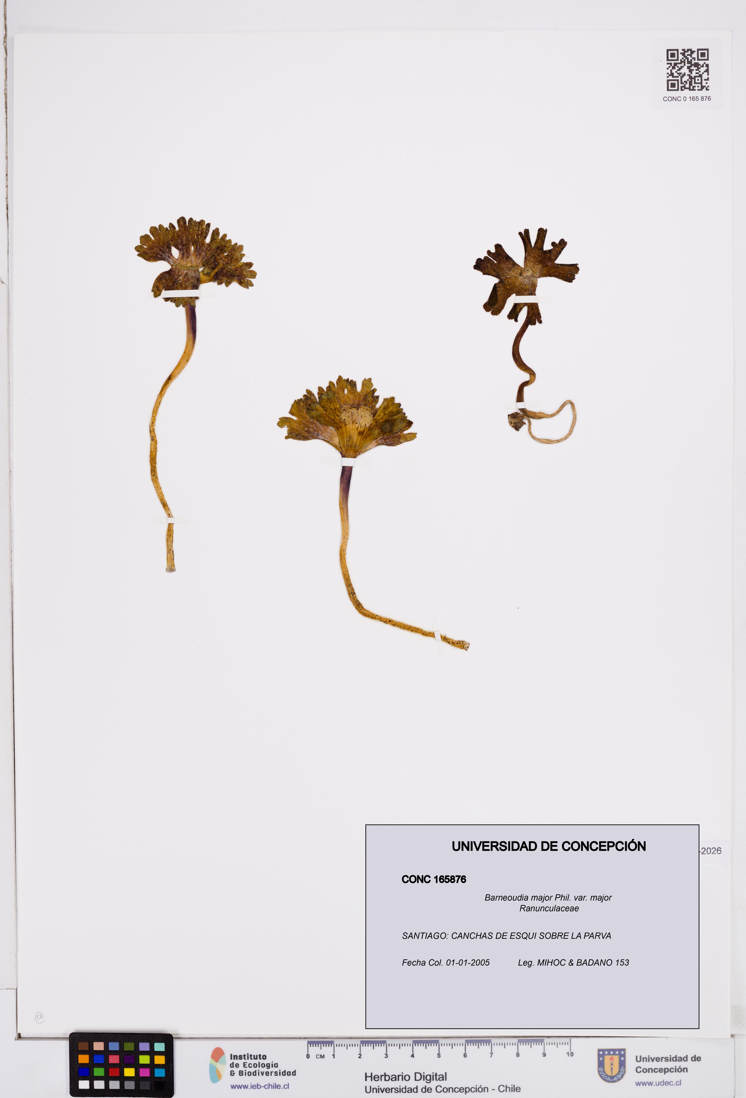 Barneoudia major var. major [Espécimen: ]