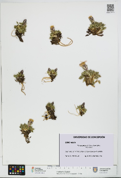 Perezia pilifera [Espécimen: UDEC:CONC:0165879]