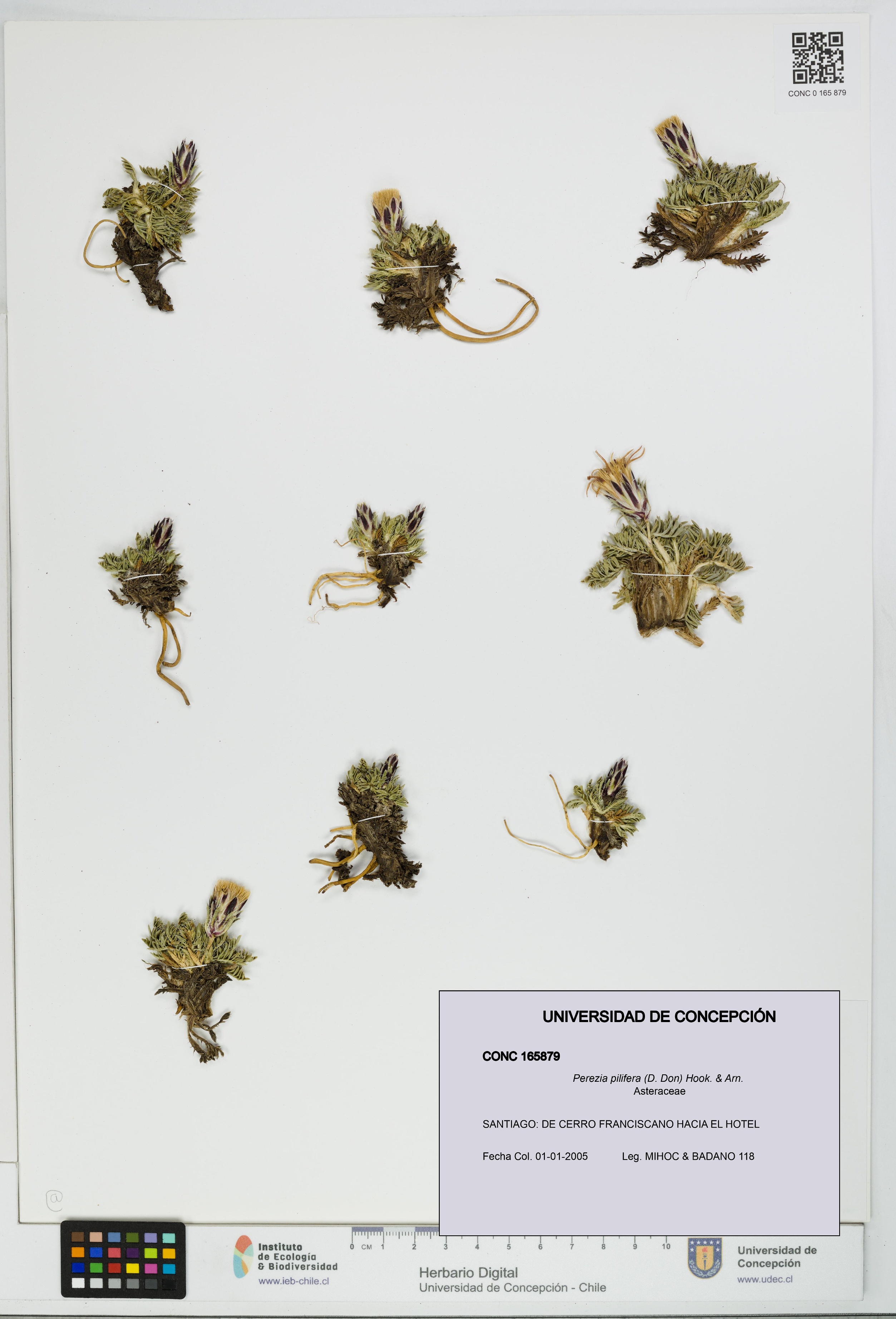 Perezia pilifera [Espécimen: UDEC:CONC:0165879]