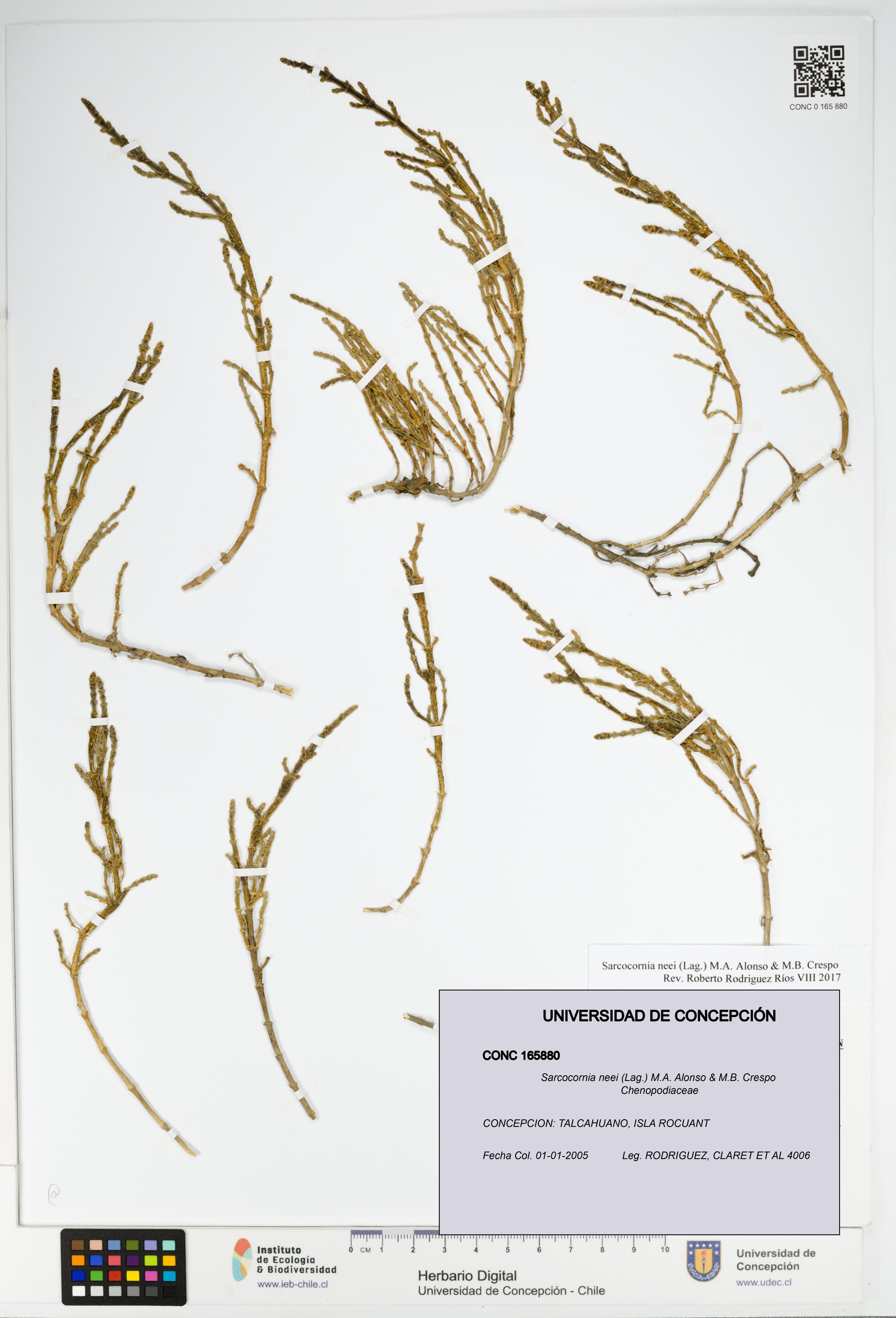 Sarcocornia neei [Espécimen: UDEC:CONC:0165880]