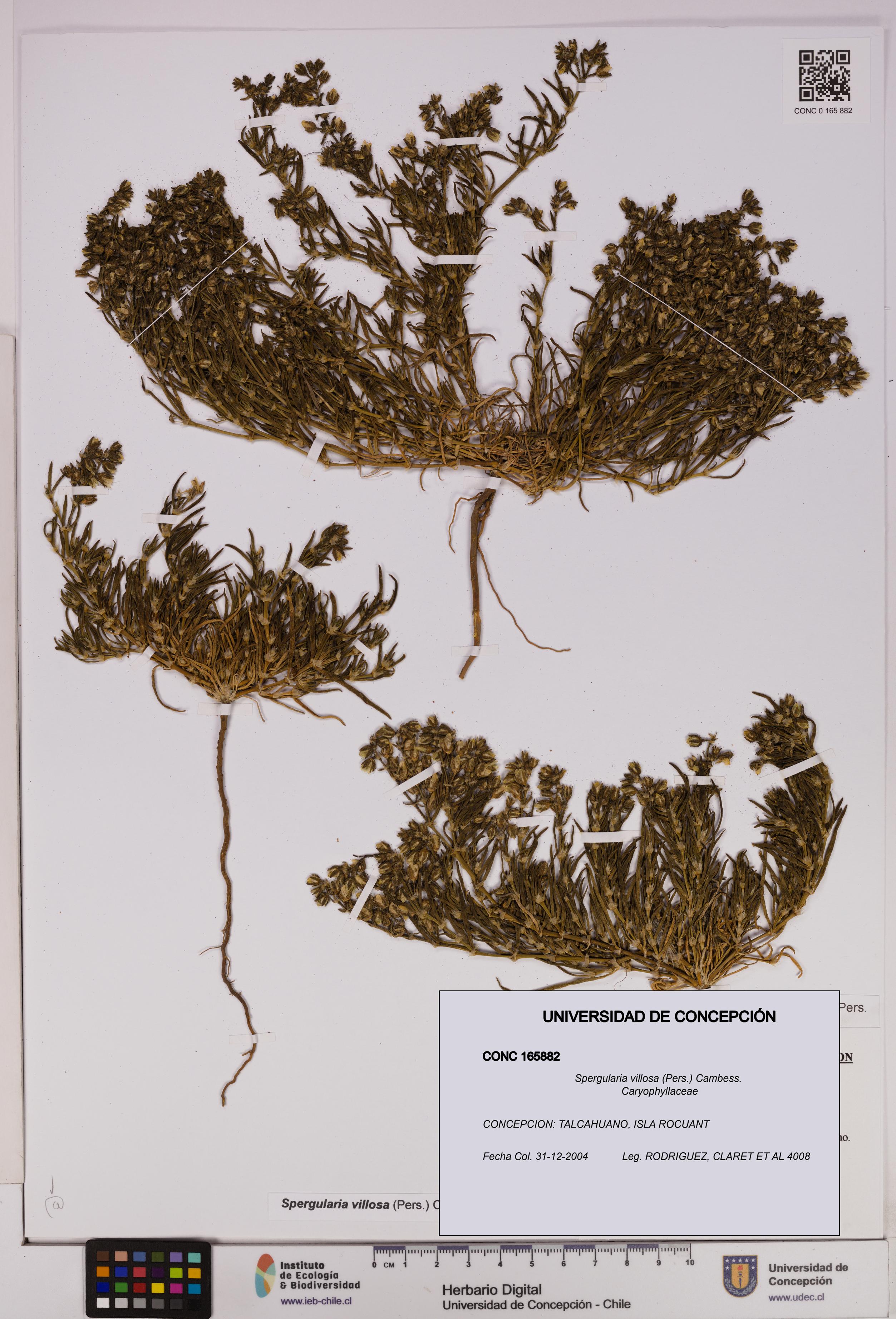 Spergularia villosa [Espécimen: UDEC:CONC:0165882]