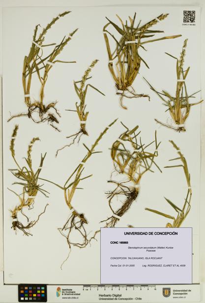 Stenotaphrum secundatum [Espécimen: UDEC:CONC:0165883]